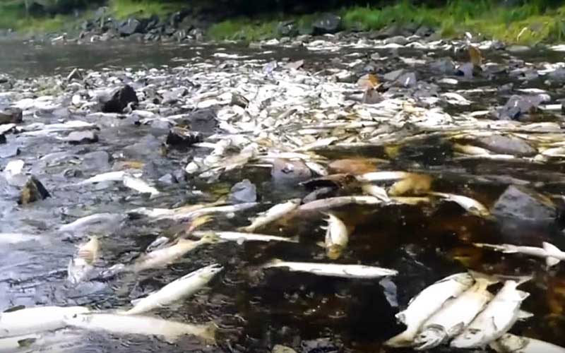 Une rivière peu profonde remplie d'un grand nombre de saumons morts échoués.