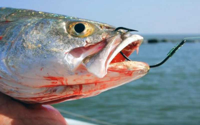 Un poisson capturé avec un hameçon enfoncé profondément dans la mâchoire et du sang visible.