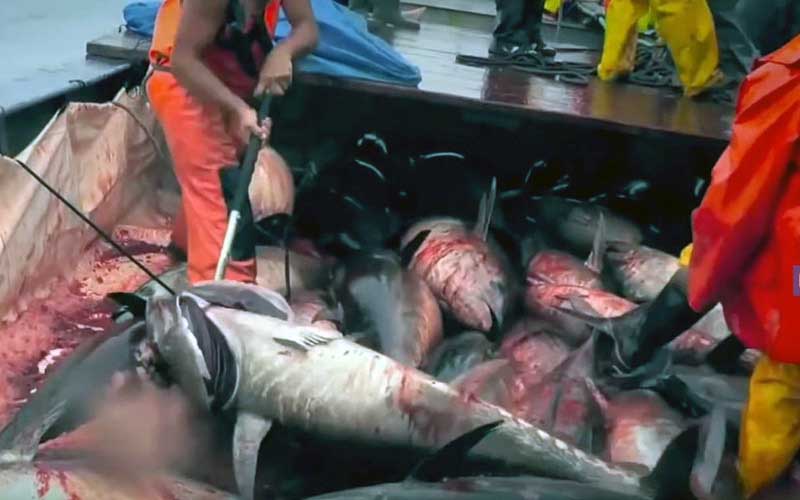 Des pêcheurs sur un bateau manipulant une grande quantité de gros poissons ensanglantés entassés.