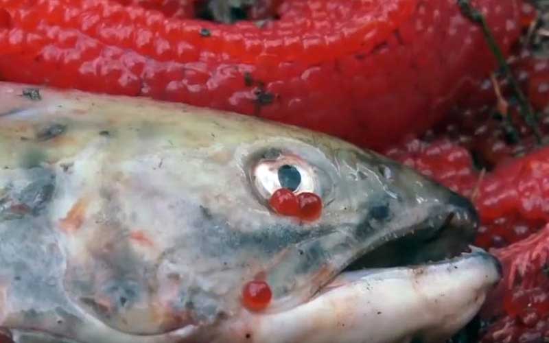 Un gros plan sur la tête d'un poisson mort entouré d'oeufs rouges.