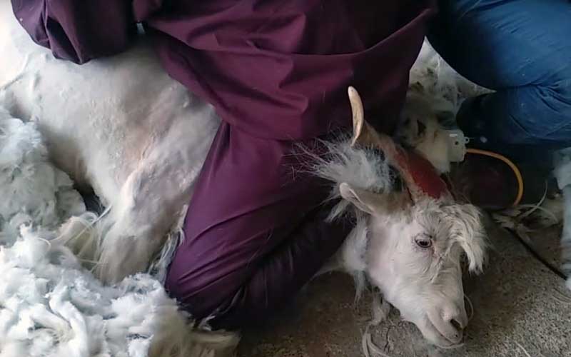 reality_goat_caption_04
