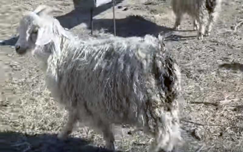 reality_goat_caption_12