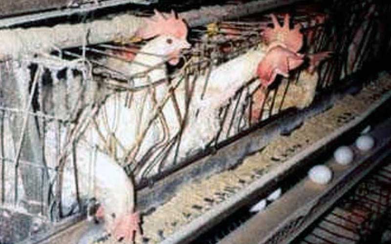reality_hen_caption_06