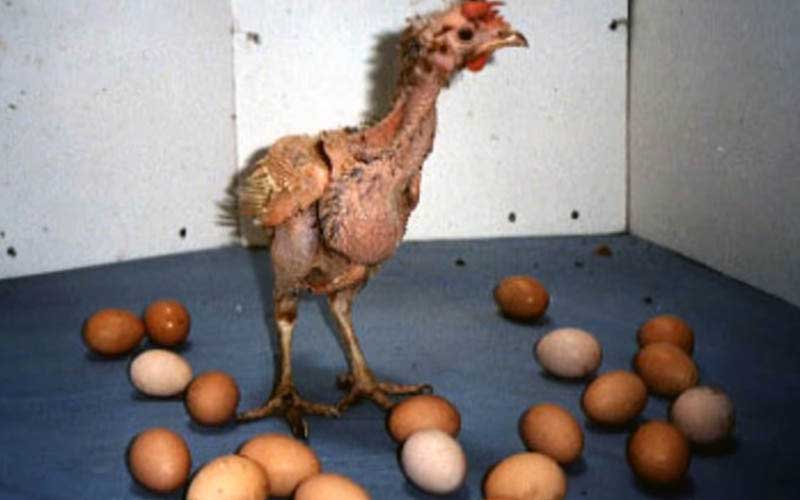 reality_hen_caption_30