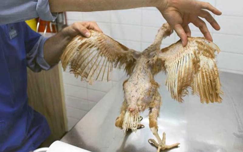 reality_hen_caption_33