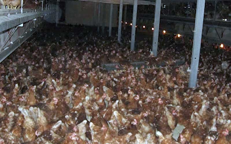 reality_hen_caption_38