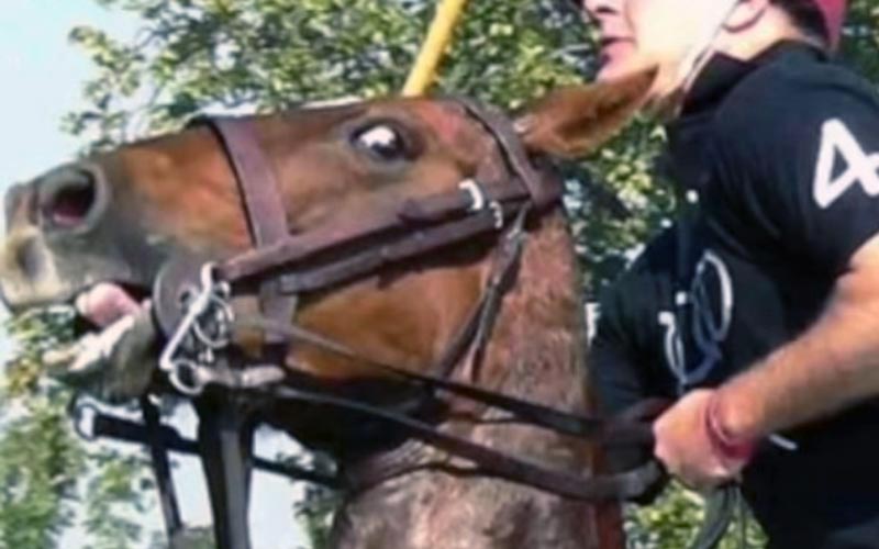 reality_horse_caption_01