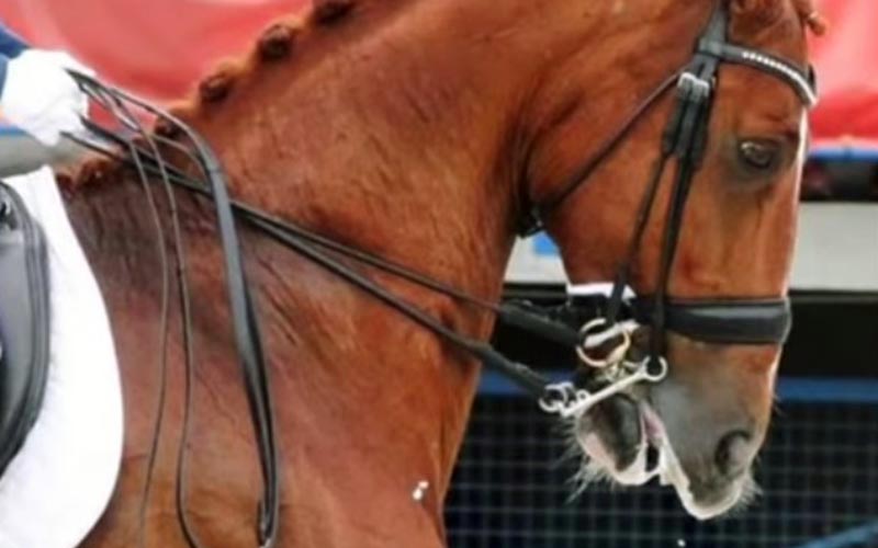 reality_horse_caption_02