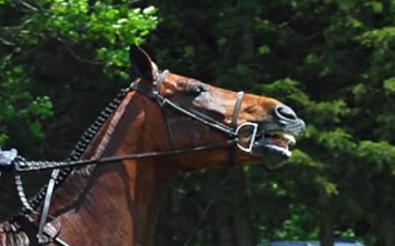 reality_horse_caption_03