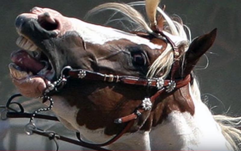 reality_horse_caption_04