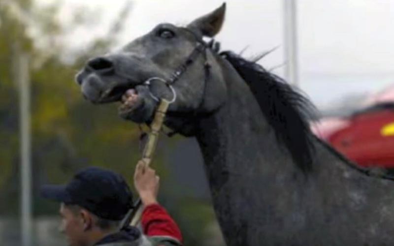 reality_horse_caption_06