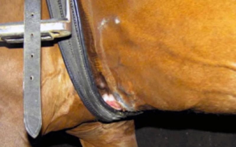 reality_horse_caption_11