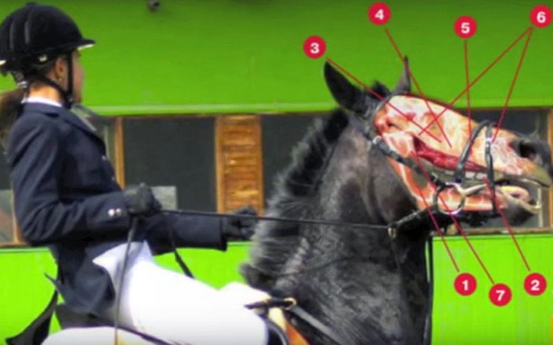reality_horse_caption_13