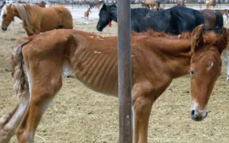 reality_horse_caption_17
