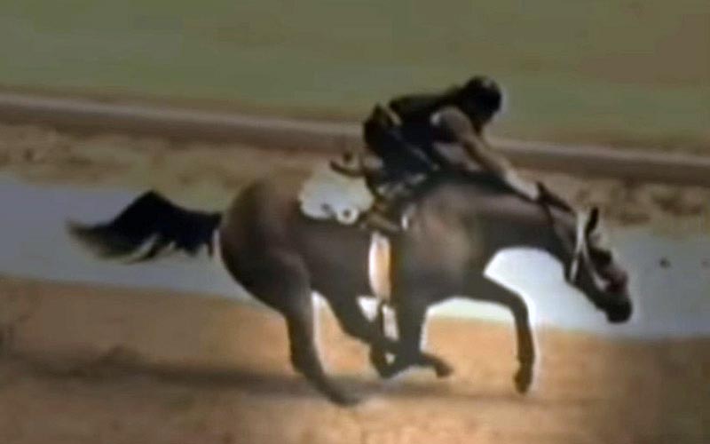 reality_horse_caption_18