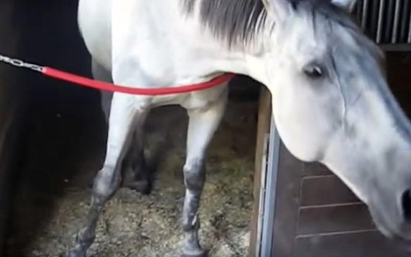 reality_horse_caption_21