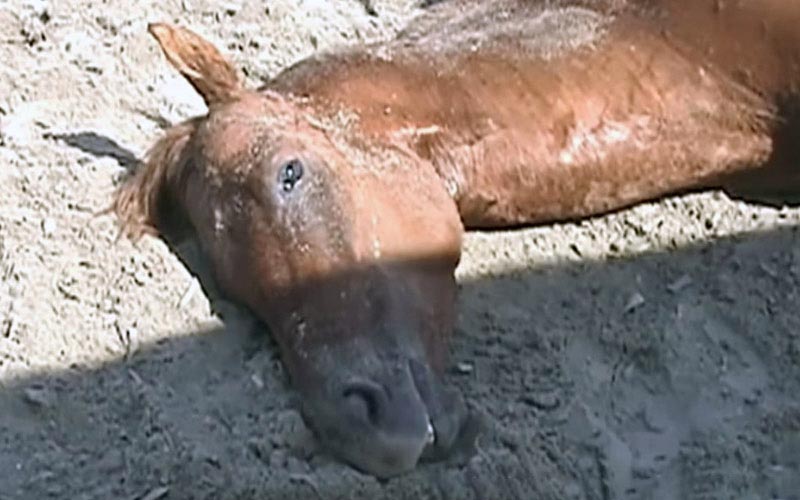 reality_horse_caption_22