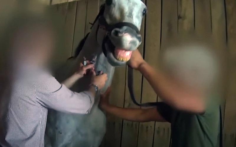 reality_horse_caption_26