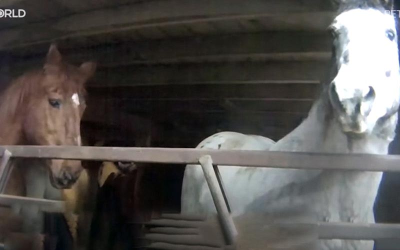 reality_horse_caption_27