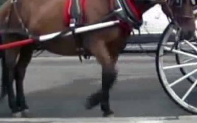 reality_horse_caption_43
