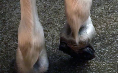 reality_horse_caption_51
