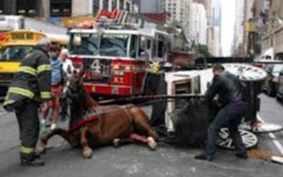 reality_horse_caption_58