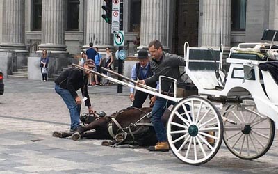 reality_horse_caption_59