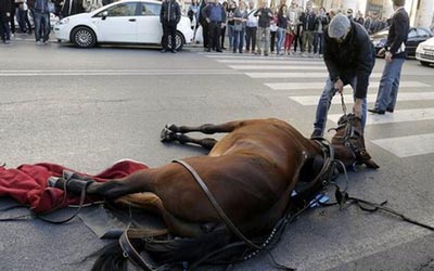 reality_horse_caption_63