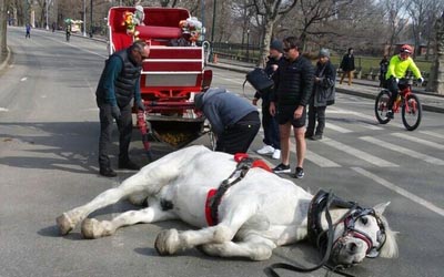 reality_horse_caption_67