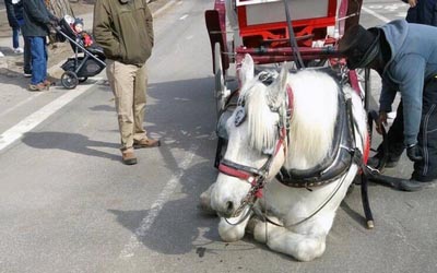 reality_horse_caption_68
