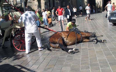 reality_horse_caption_69