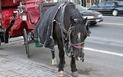 reality_horse_caption_70