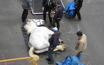 reality_horse_caption_72