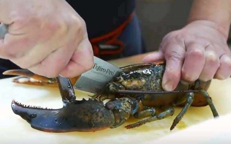 Un gros plan montrant la lame d'un couteau enfoncée dans la tête d'un homard.