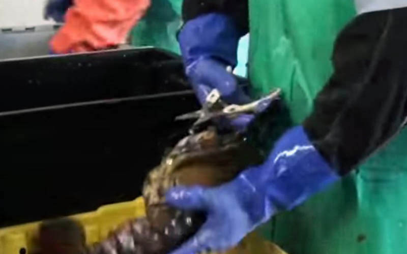Une personne portant des gants de protection en caoutchouc manipulant un homard vivant.