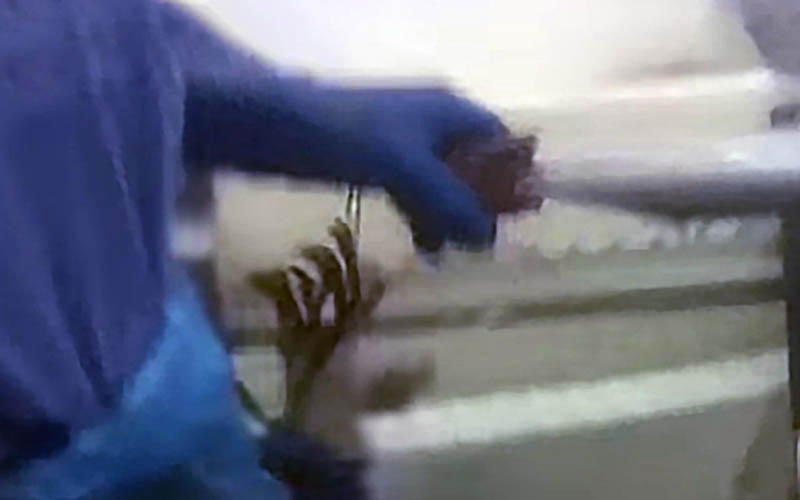 Une personne portant des gants bleus tenant un homard vivant.