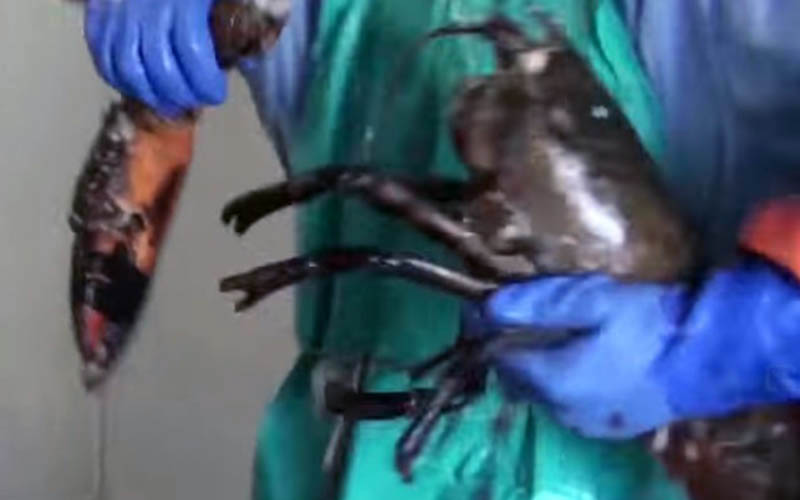 Une personne en tablier et gants manipulant un homard vivant avec des élastiques sur les pinces.