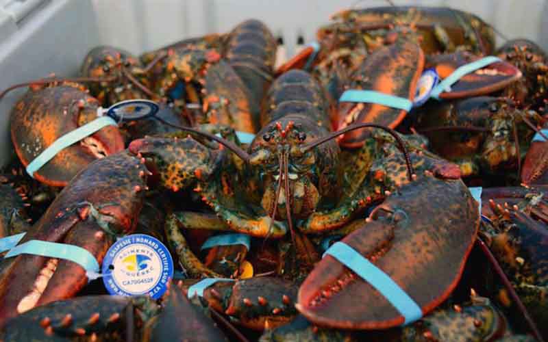 Plusieurs homards vivants avec les pinces attachées par des élastiques dans un contenant.