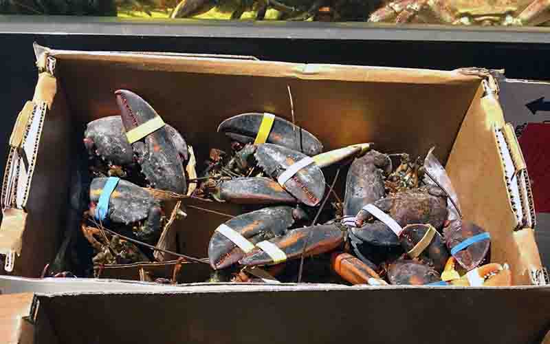 Une boîte en carton remplie de pinces de homard munies d'élastiques.