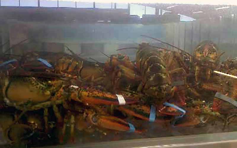 De nombreux homards vivants entassés dans un réservoir ou un bassin d'eau.