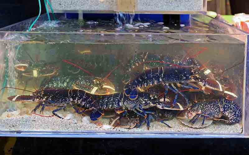 Plusieurs homards dans un aquarium d'eau douce ou d'eau de mer avec un fond de sable.