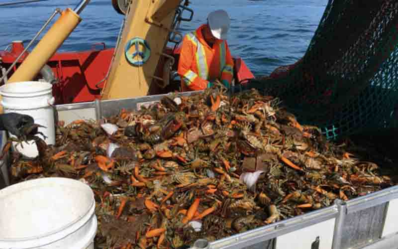 Un pêcheur sur un bateau triant une prise de homards dans un grand bac à bord.
