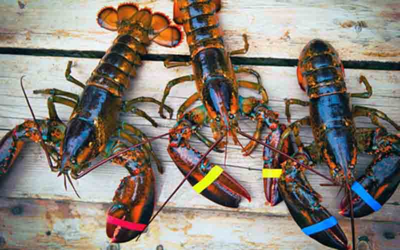 Trois homards vivants avec des bandes de couleur différentes sur les pinces posés sur du bois.