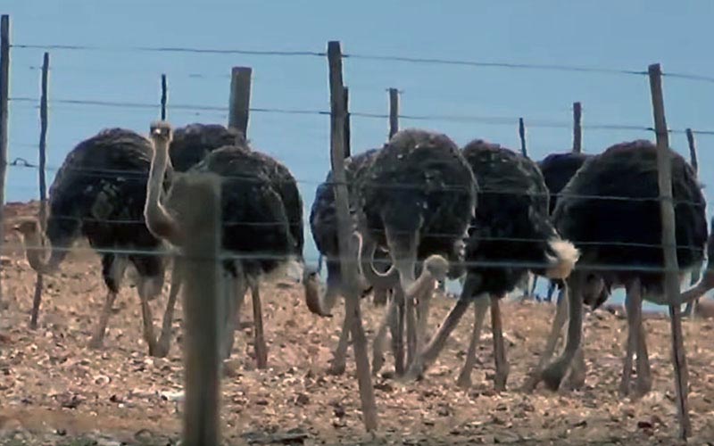 reality_ostrich_caption_03