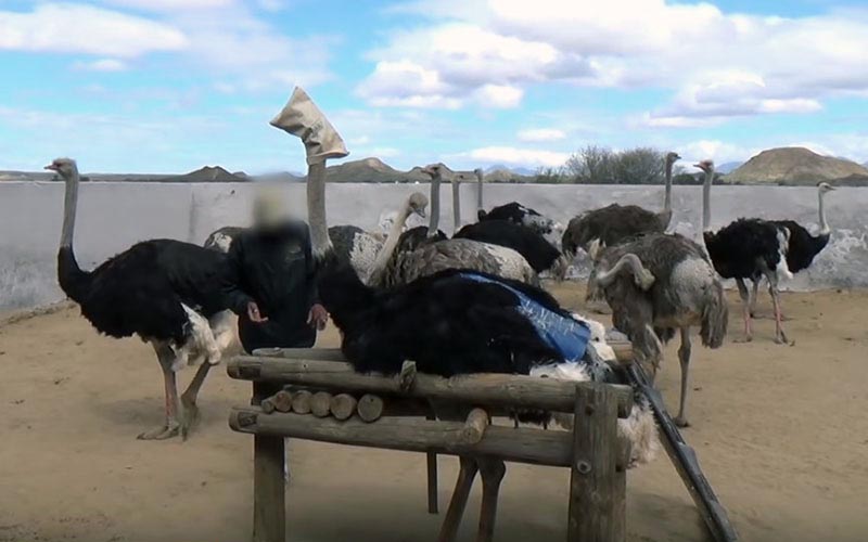 reality_ostrich_caption_04