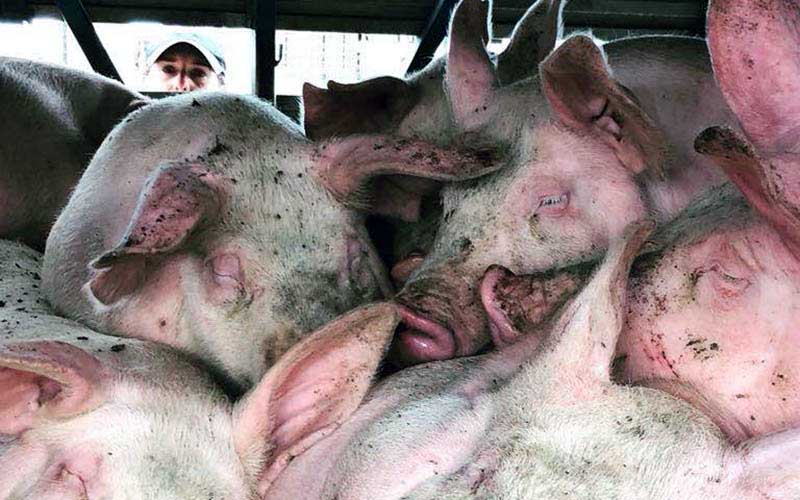 reality_pig_caption_03