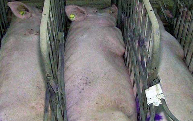 reality_pig_caption_04