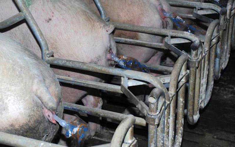 reality_pig_caption_05