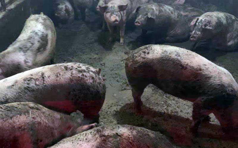 reality_pig_caption_06