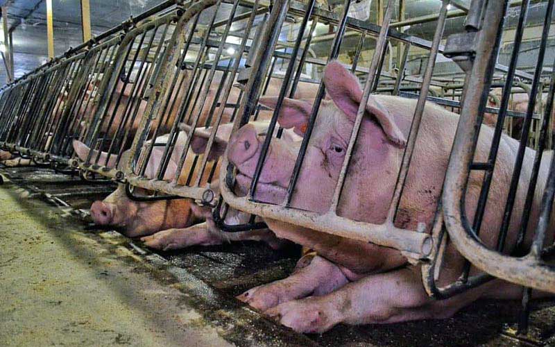 reality_pig_caption_08